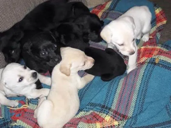 Cachorro ra a Labrador misturado idade Abaixo de 2 meses nome Macho Melo e irmão