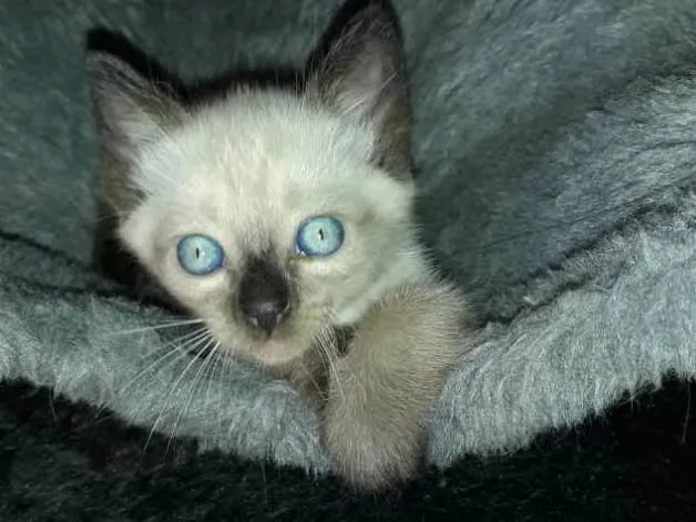 Gato ra a Siamês idade 2 a 6 meses nome Flora