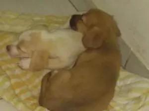 Cachorro raça Sem raça idade Abaixo de 2 meses nome Sem nome