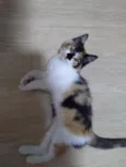 Gatinha tricolor