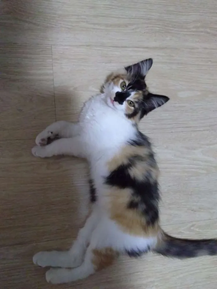Gato ra a Srd idade 2 a 6 meses nome Gatinha tricolor