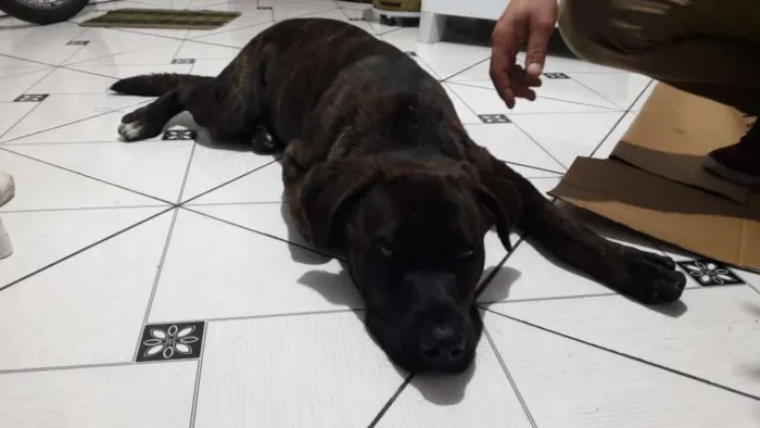 Cachorro ra a Talvez pitbull idade 2 a 6 meses nome Menino 