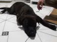 Menino 