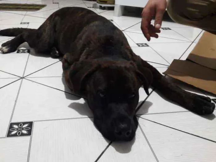 Cachorro ra a Talvez pitbull idade 2 a 6 meses nome Menino 