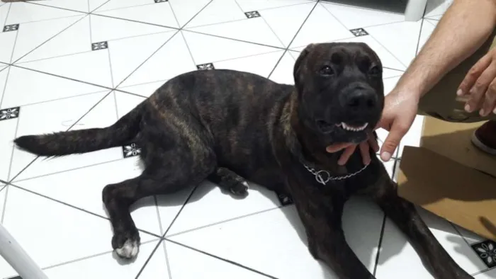 Cachorro ra a Talvez pitbull idade 2 a 6 meses nome Menino 