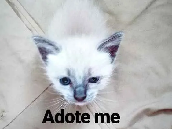 Gato ra a Siamês idade Abaixo de 2 meses nome Castrado
