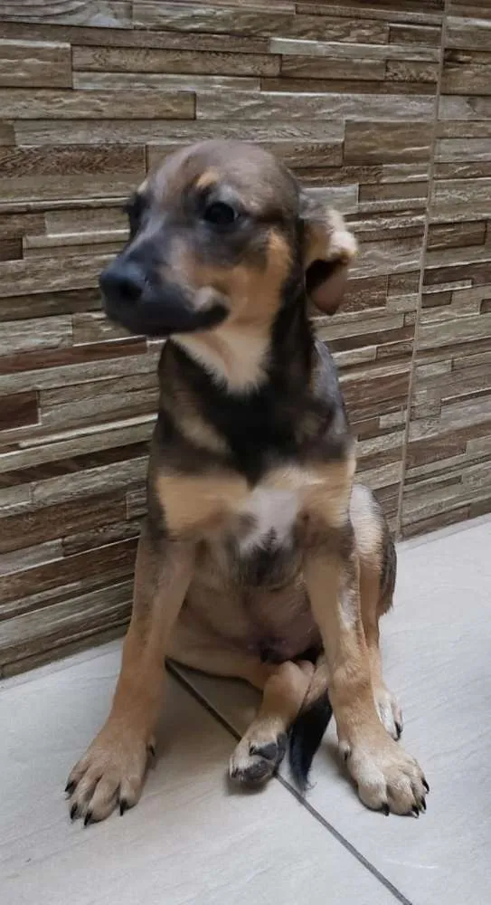 Cachorro ra a Indefinida idade 2 a 6 meses nome José 
