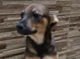 José 