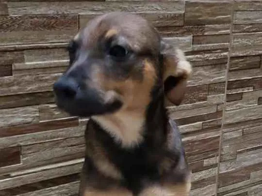 Cachorro ra a Indefinida idade 2 a 6 meses nome José 