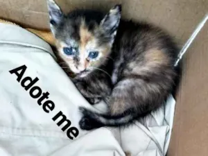 Gato raça Mestiços  idade Abaixo de 2 meses nome Castrada