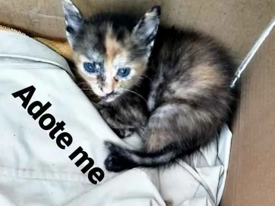Gato ra a Mestiços  idade Abaixo de 2 meses nome Castrada