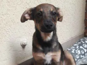 Cachorro raça Indefinida idade 2 a 6 meses nome José 