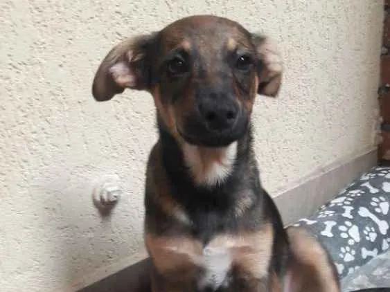 Cachorro ra a Indefinida idade 2 a 6 meses nome José 