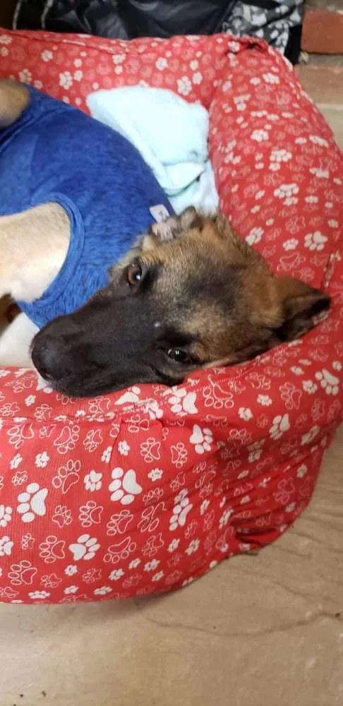 Cachorro ra a Indefinida idade 2 a 6 meses nome João 