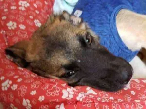 Cachorro raça Indefinida idade 2 a 6 meses nome João 