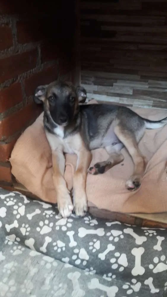 Cachorro ra a Indefinida idade 2 a 6 meses nome João 