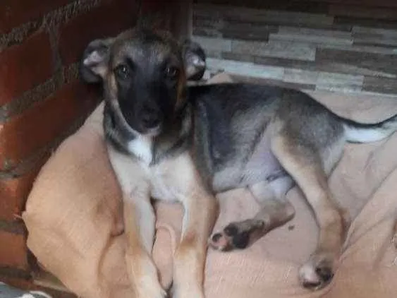 Cachorro ra a Indefinida idade 2 a 6 meses nome João 