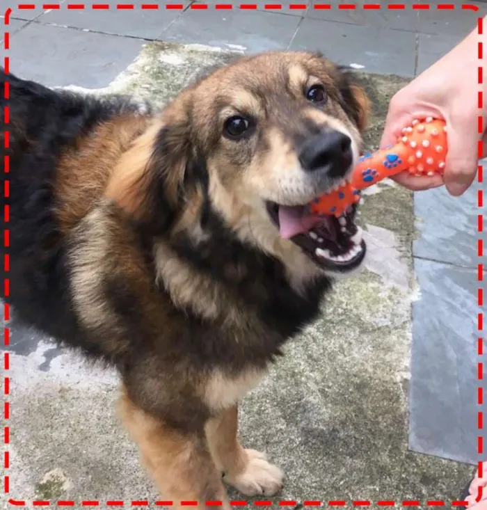 Cachorro ra a SRD idade 2 a 6 meses nome Léo