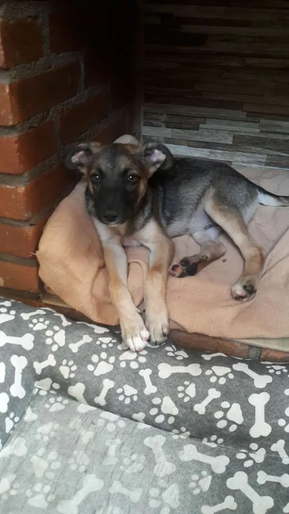Cachorro ra a Indefinida idade 2 a 6 meses nome João 