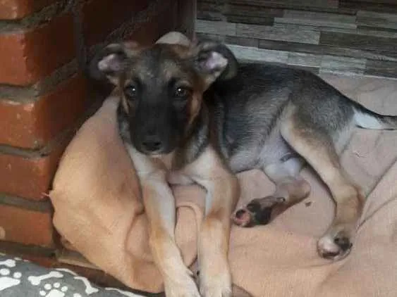 Cachorro ra a Indefinida idade 2 a 6 meses nome João 