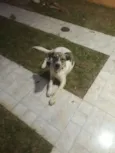 Floquinho