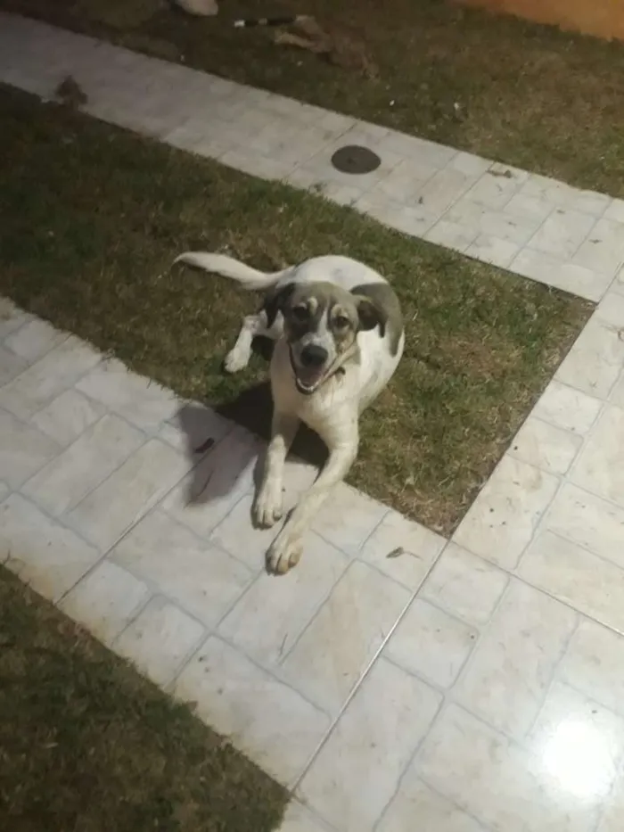 Cachorro ra a Indefinida idade 2 a 6 meses nome Floquinho
