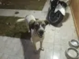 Floquinho
