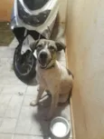 Floquinho