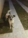 Floquinho