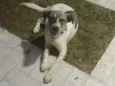Floquinho