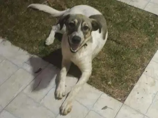 Cachorro ra a Indefinida idade 2 a 6 meses nome Floquinho