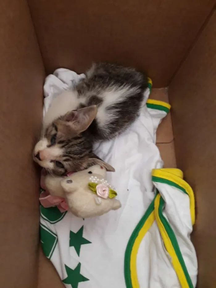 Gato ra a Não sei idade Abaixo de 2 meses nome Sem nome 