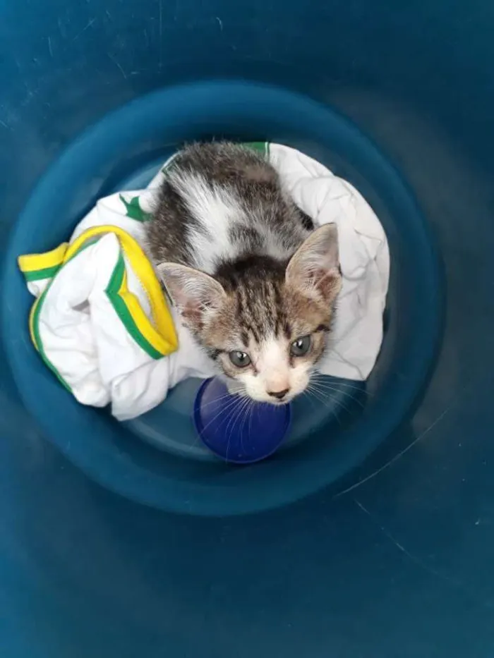 Gato ra a Não sei idade Abaixo de 2 meses nome Sem nome 