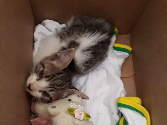 Gato ra a Não sei idade Abaixo de 2 meses nome Sem nome 