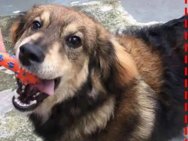 Cachorro ra a SRD idade 2 a 6 meses nome Léo