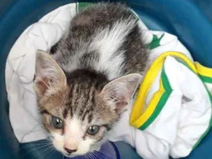 Gato raça Não sei idade Abaixo de 2 meses nome Sem nome 