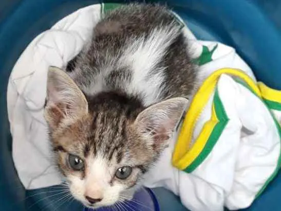 Gato ra a Não sei idade Abaixo de 2 meses nome Sem nome 