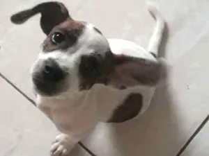 Cachorro raça SRD idade 2 a 6 meses nome Fiona