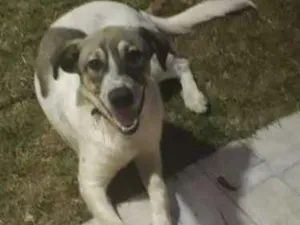 Cachorro raça Indefinida idade 2 a 6 meses nome Floquinho