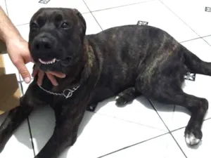 Cachorro raça Talvez pitbull idade 2 a 6 meses nome Menino 