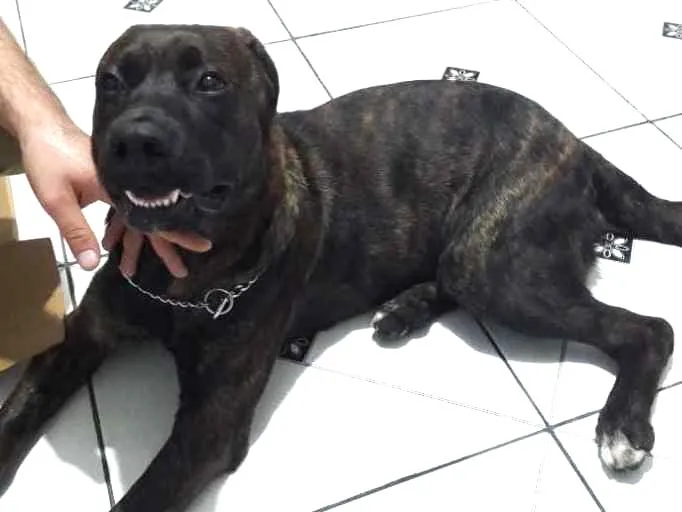 Cachorro ra a Talvez pitbull idade 2 a 6 meses nome Menino 
