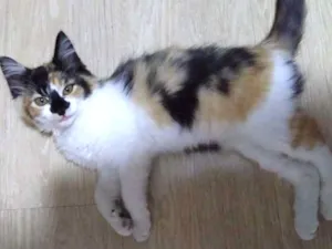 Gato raça Srd idade 2 a 6 meses nome Gatinha tricolor