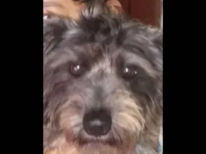 Cachorro raça Mestiça  idade  nome Neguinha
