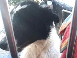 Cachorro raça Viralata  idade 1 ano nome Sebastiao 