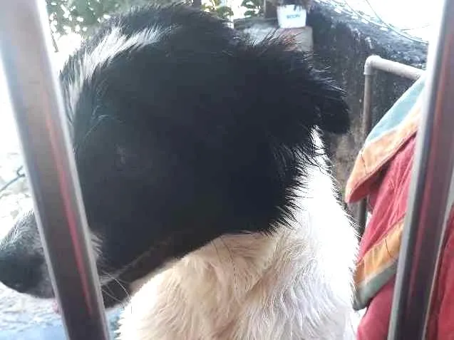Cachorro raça Viralata  idade 1 ano nome Sebastiao 