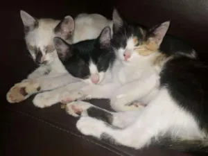 Gato raça indefinida  idade 2 a 6 meses nome gatinho 