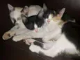gatinho
