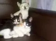 gatinho