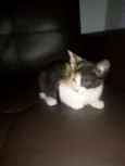 gatinho
