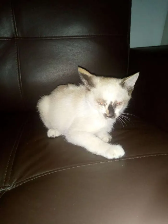 Gato raça indefinida  idade 2 a 6 meses nome gatinho 
